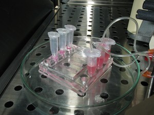 W przepływowym mikroreaktorze biochemicznym, zbudowanym w Instytucie
Biocybernetyki i Inżynierii Biomedycznej Polskiej Akademii Nauk w
Warszawie, można hodować hepatocyty - komórki wątrobowe. (Źródło: IBIB PAN)
