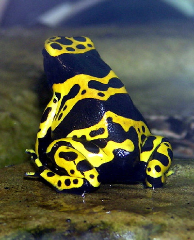 https://i.racjonalista.pl/img/strony/483px-yellow-banded-poison-dart-frog-arp.jpg
