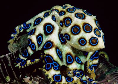 https://i.racjonalista.pl/img/strony/blue-ringed-octopus-1-1.jpg